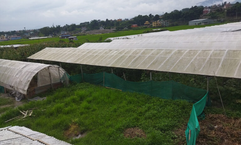 Agricultur_Farming_Shankharapur_nagar_palika-2