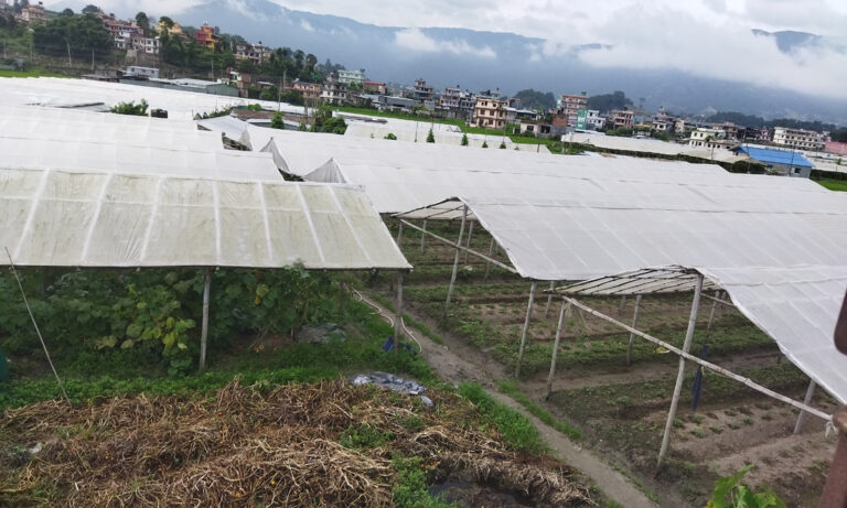 Agricultur_Farming_Shankharapur_nagar_palika-3