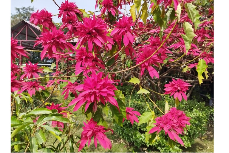 Flower