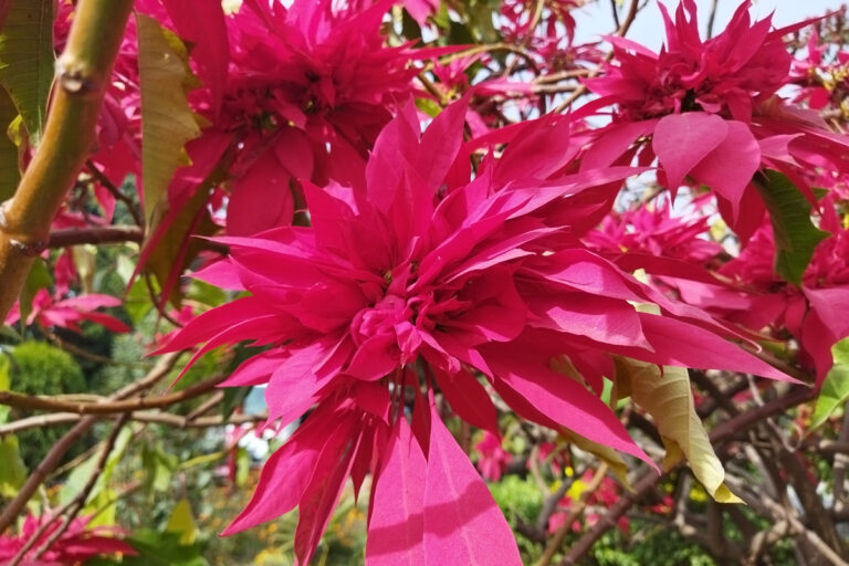 flower