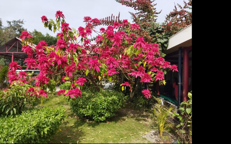 Lalupate-flower-1