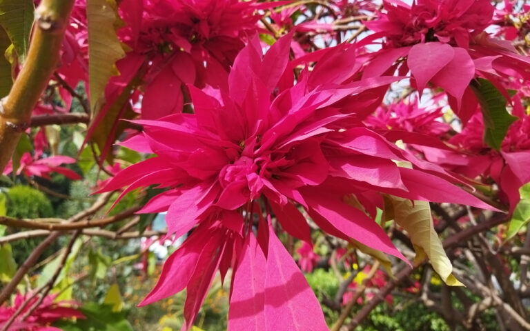 Lalupate-flower-4