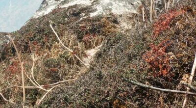 MarmotAnimalmanagheight-mountain-hill-3