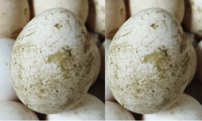Turkeys_Egg_-2