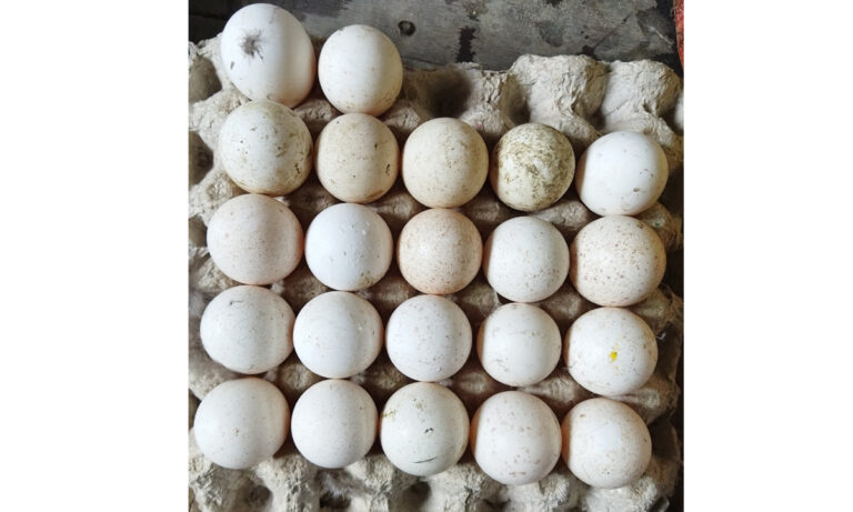 Turkeys_Egg_-3