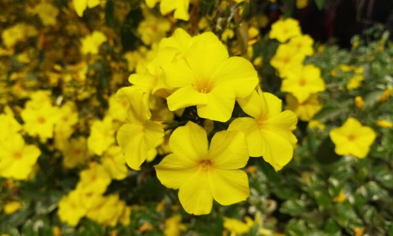 yello_Paheli_ful_flower-2-1