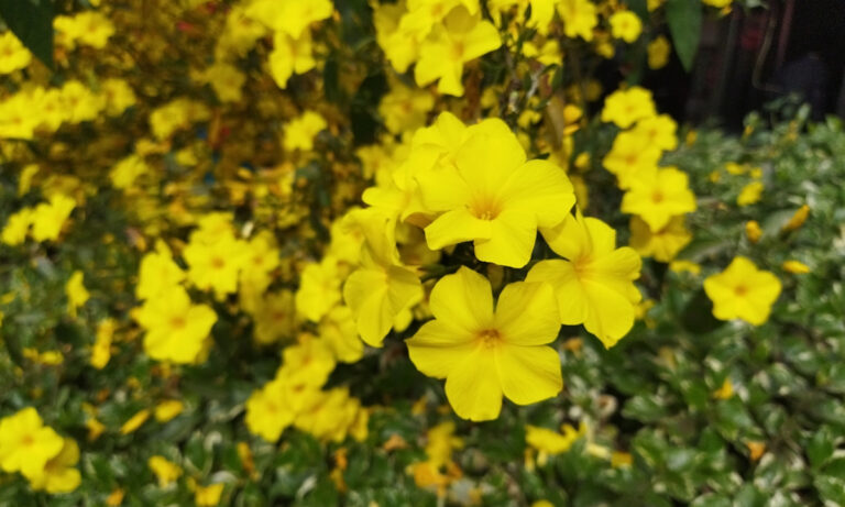 yello_Paheli_ful_flower-3
