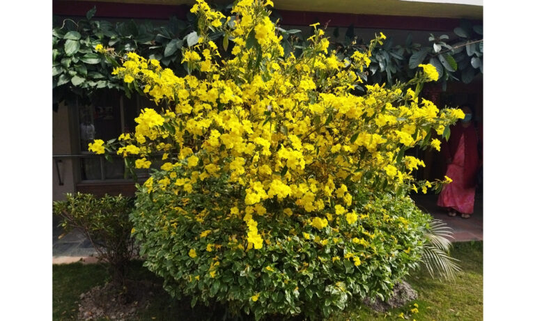 yello_Paheli_ful_flower-6