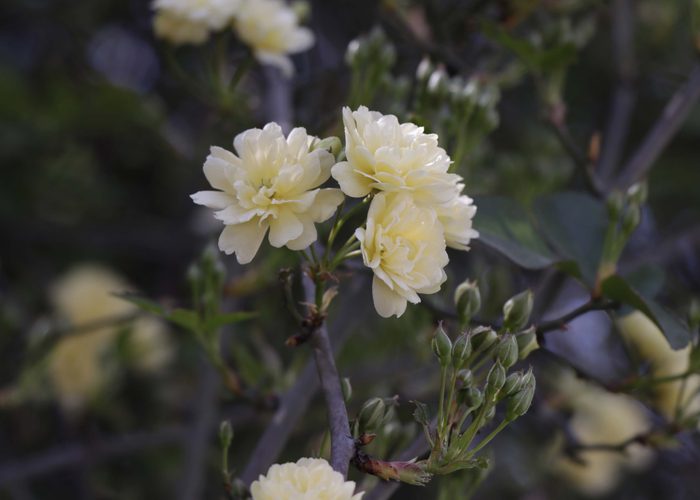 Jaiko phul #flower