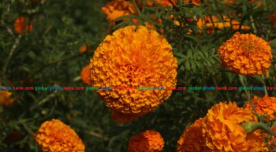 IMG_8528