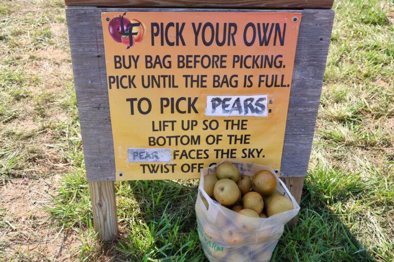 Pears_American_lady_child_carring-4-1