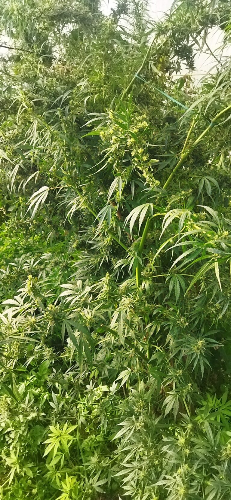 tree (3)