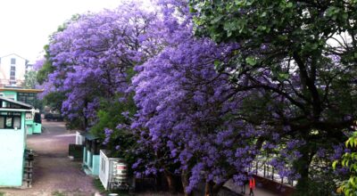 Jacranda flower (1)