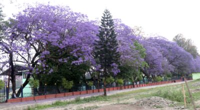 Jacranda flower (12)