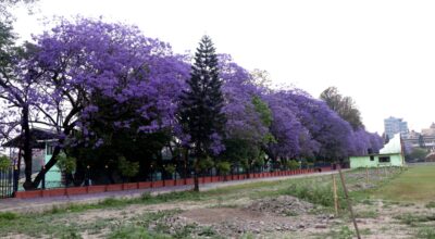 Jacranda flower (14)