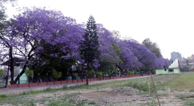 Jacranda flower (15)