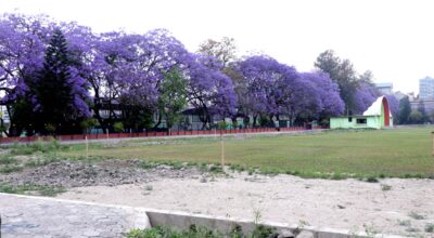 Jacranda flower (8)