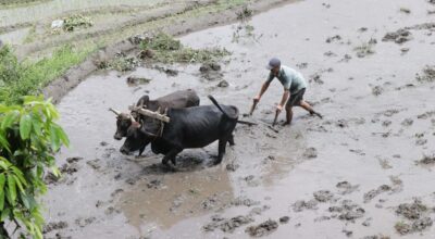 dhan diwas 2082 (10)