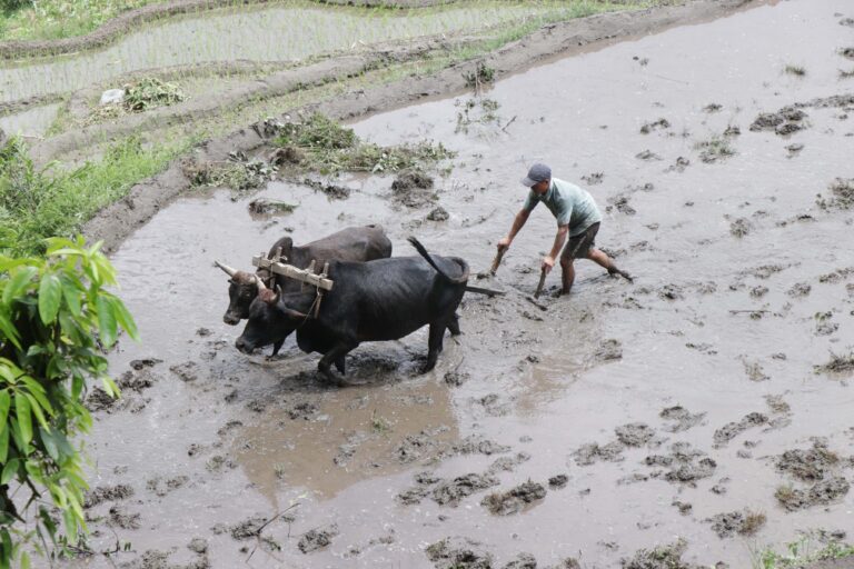 National Rice Day 2082