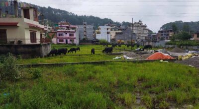 Buffalo_Green grass aterkhel_2078 (1)