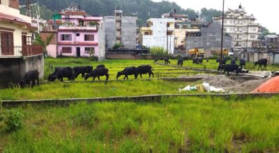 Buffalo_Green grass aterkhel_2078 (2)