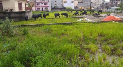 Buffalo_Green grass aterkhel_2078 (3)
