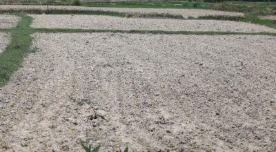 k.p sharma oli #terai  (5)-1