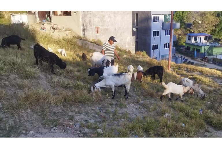 goat