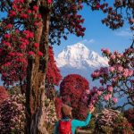 Rhododendron