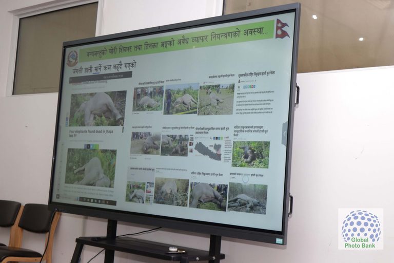Wildlife Workshop